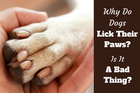 why is my dog licking his penis|Why Dogs Lick Their Privates 